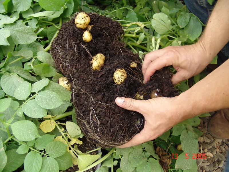 Minituberculos - batata-semente produzidos de brotos importados do Alaska e Canada.jpg